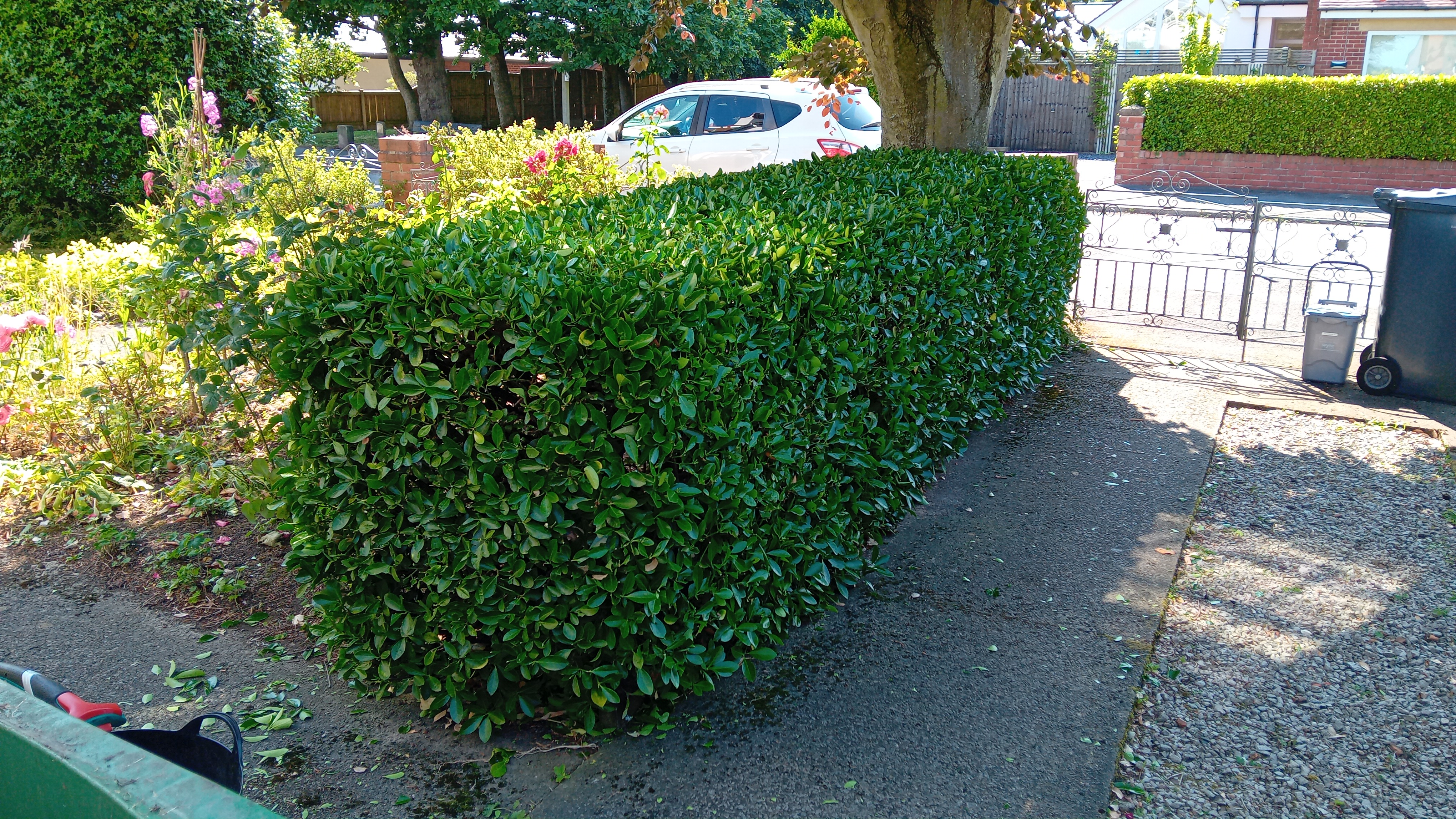 Freshly cut lawns