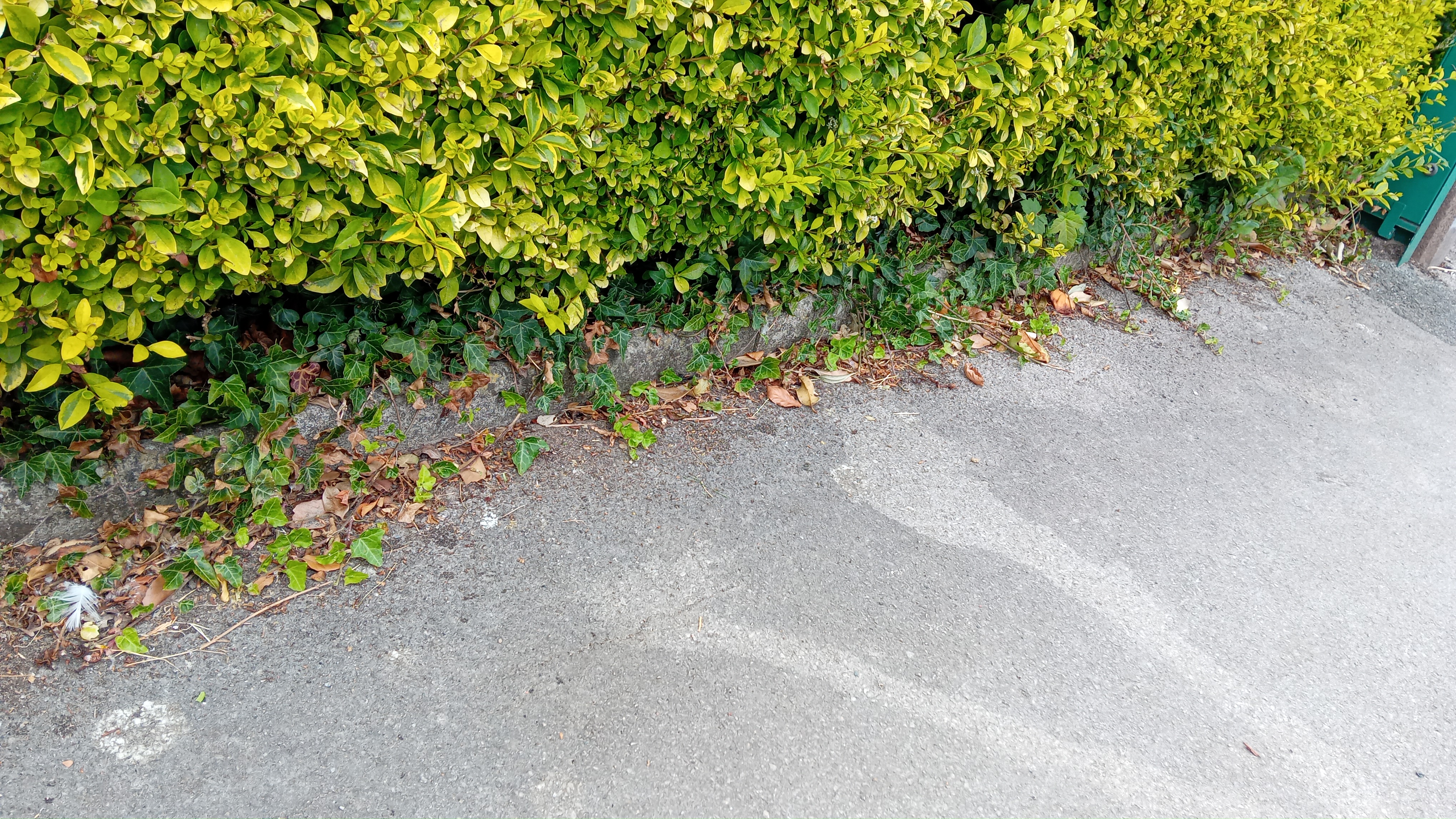 Freshly cut lawns