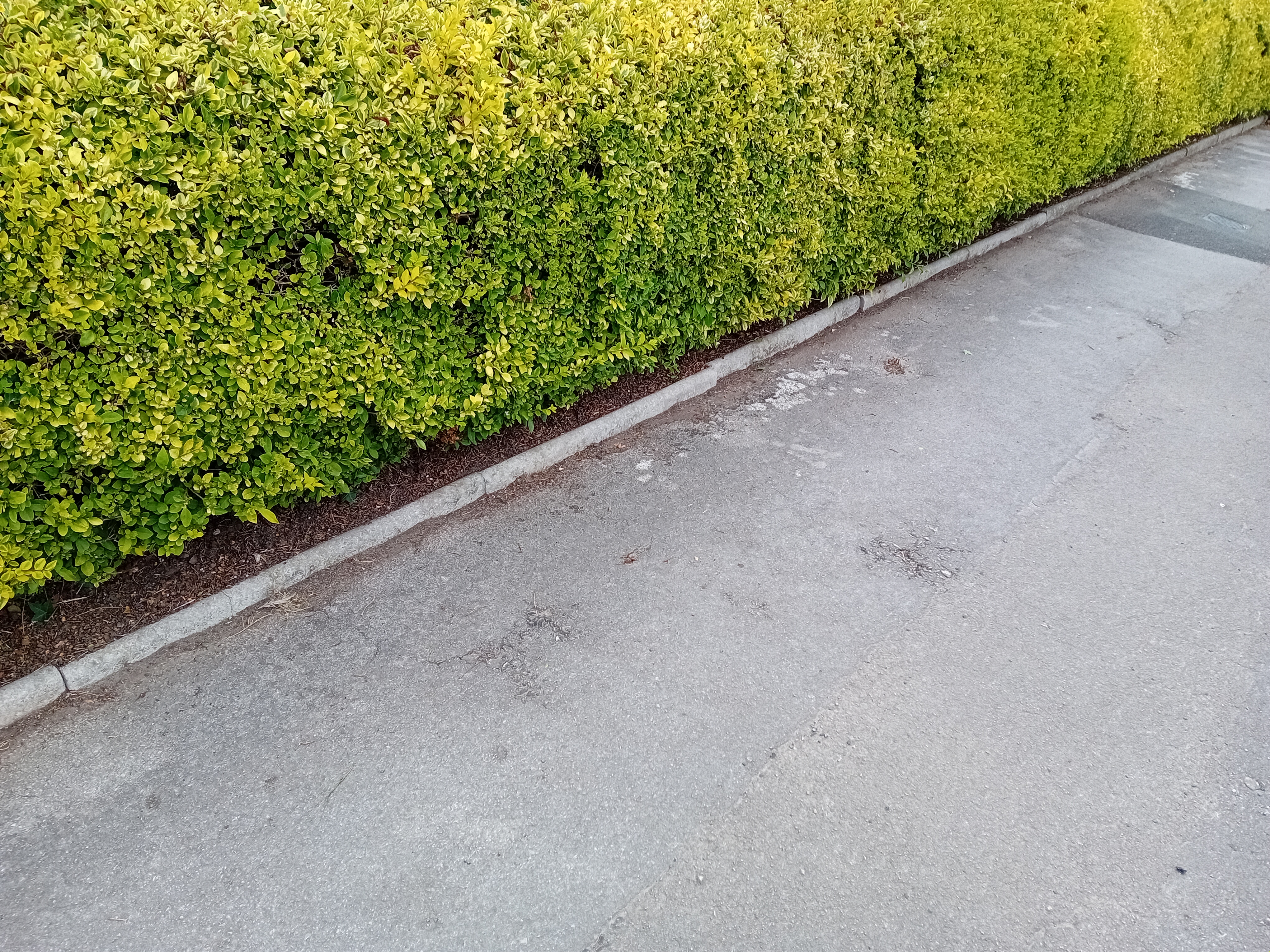 Freshly cut lawns