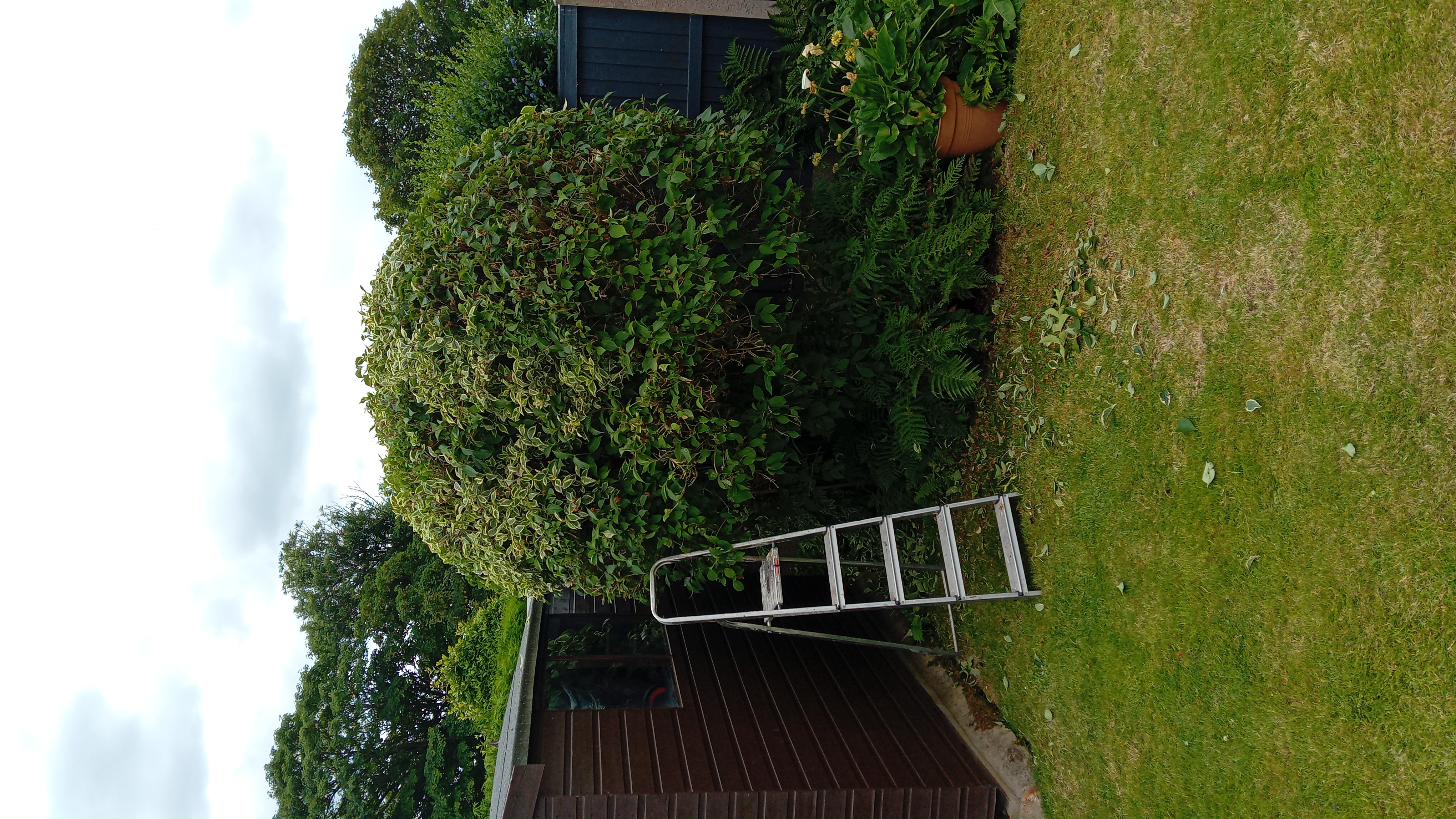 Freshly cut lawns